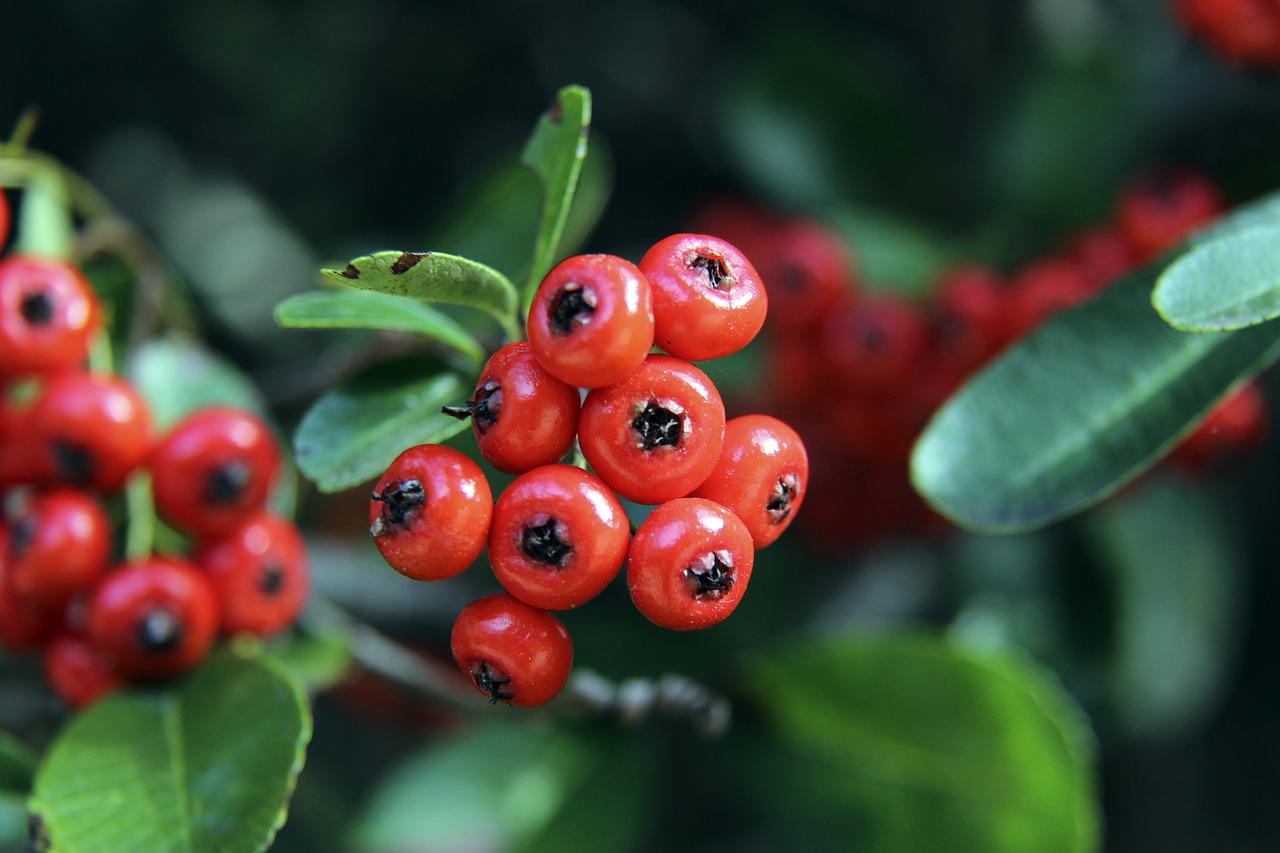 尤文此前引 尤文此前引