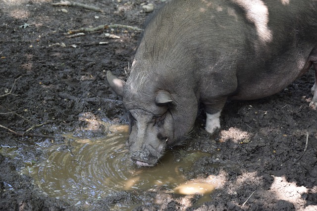 法甲联赛整 法甲联赛整
